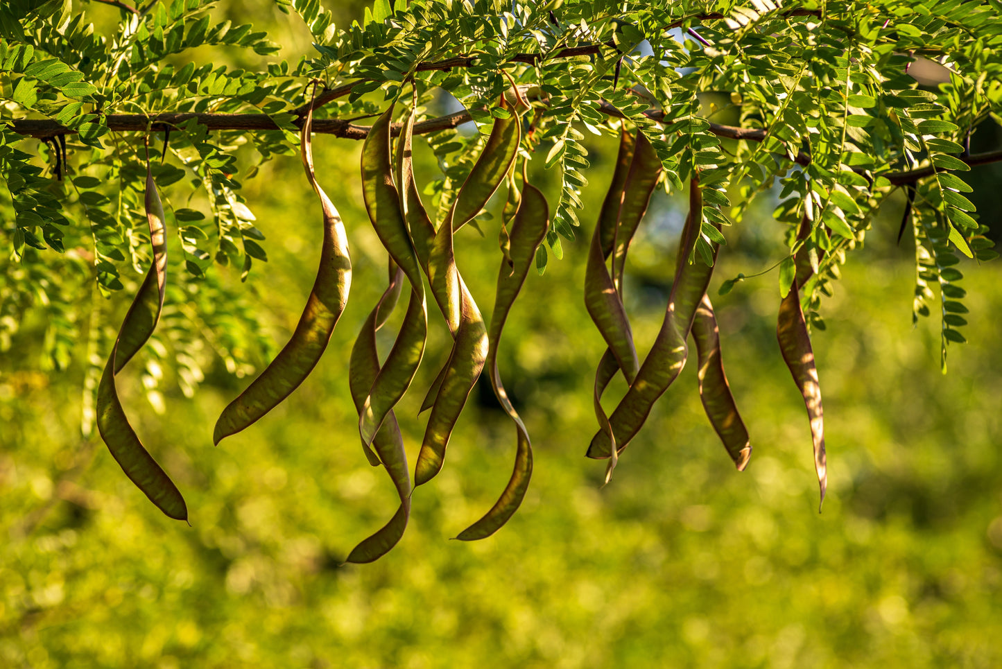 10 Thornless HONEYLOCUST Gleditsia Triacanthos Inermis Imperial Honey Locust Golden Yellow Tree Seeds