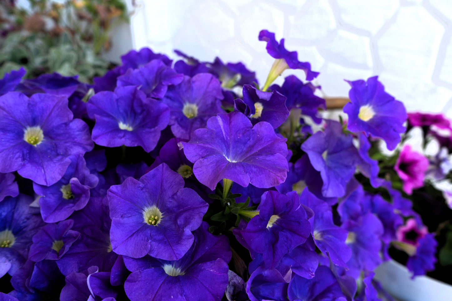 100 DWARF Alderman BLUE PETUNIA Nana Compacta Purple Flower Seeds