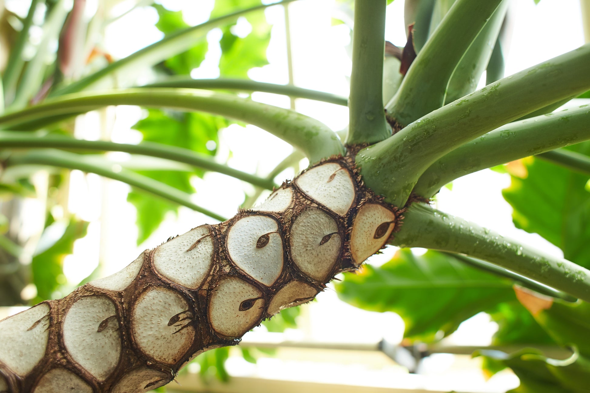 split leaf philodendron trunk 15 Lacy TREE PHILODENDRON Split Leaf Cut-leaf Selloum House Plant Seeds