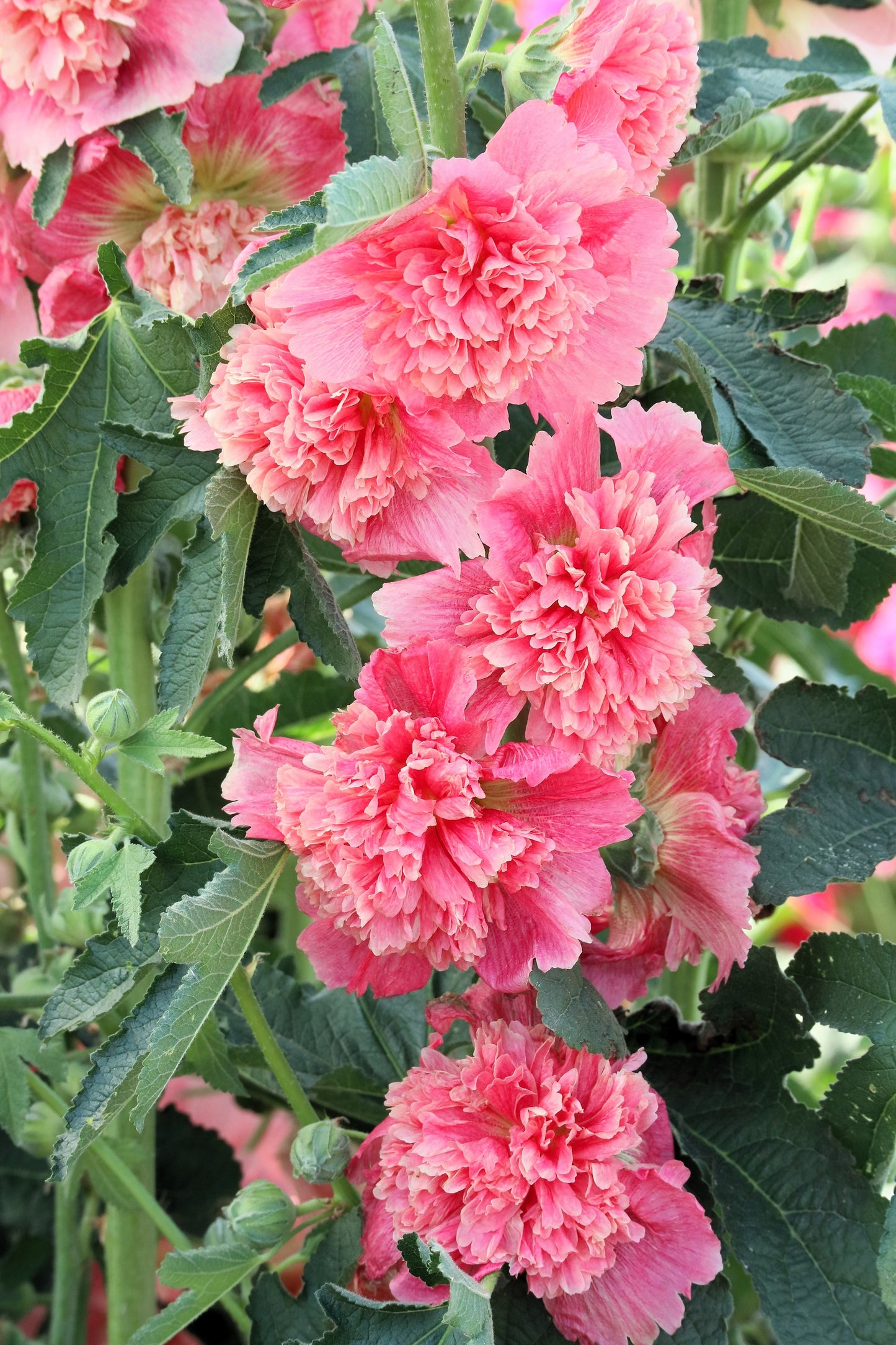 50 Dwarf Double HOLLYHOCK MAJORETTE MIX Alcea Rosea Red Pink White Maroon Yellow Mixed Color Flower Seeds