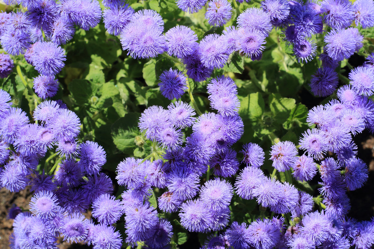 100 Dwarf BLUE MINK AGERATUM Houstonianum Fuzzy Double West Indies Flower Seeds