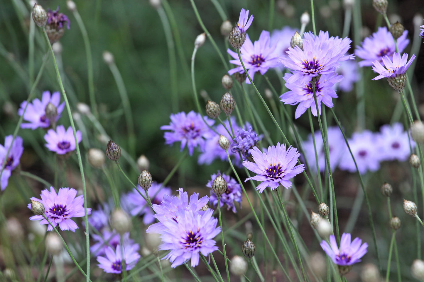 20 Blue CUPIDS DART aka ' LOVE plant ' Catananche Caerulea Flower Seeds