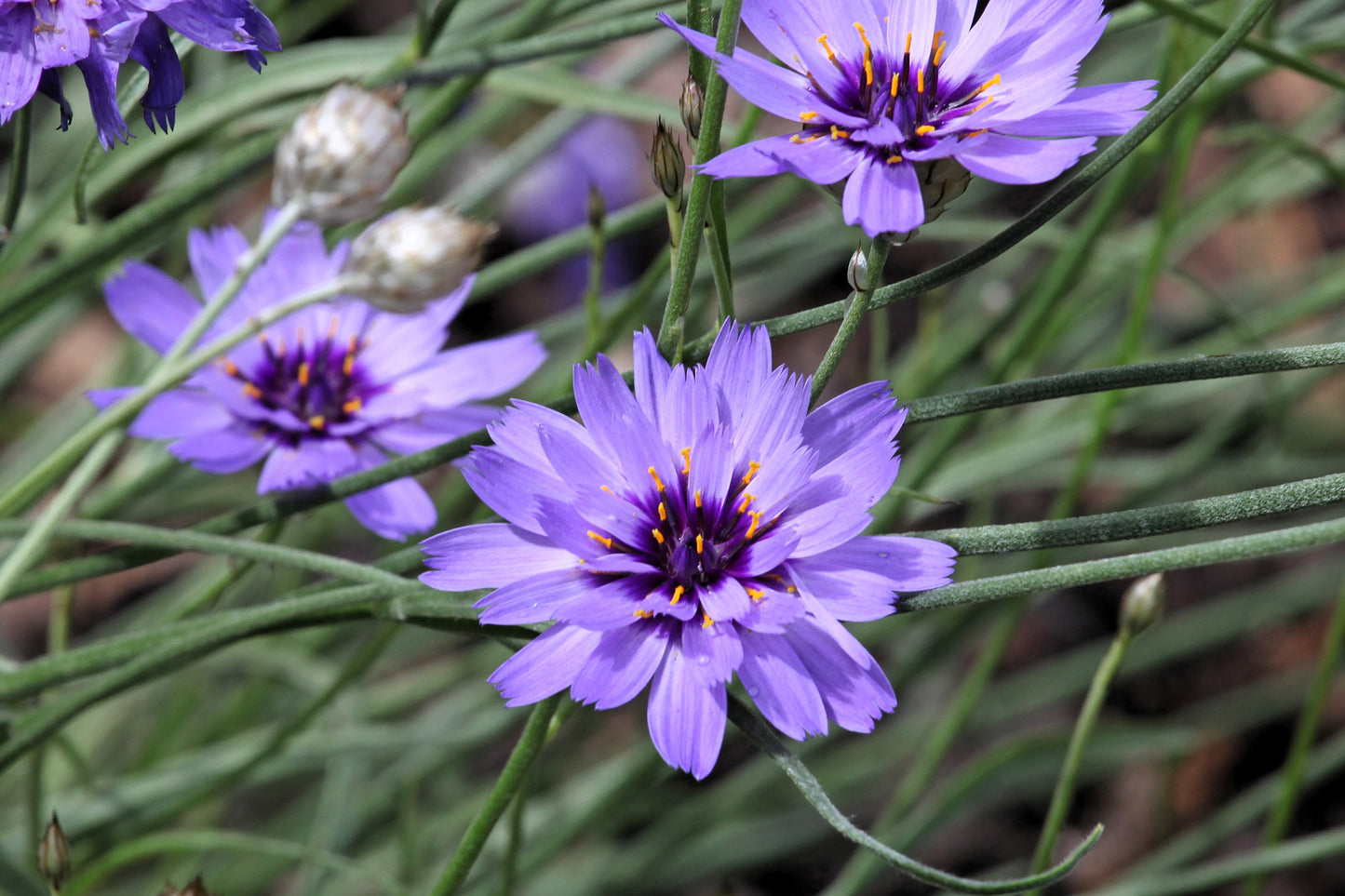 20 Blue CUPIDS DART aka ' LOVE plant ' Catananche Caerulea Flower Seeds