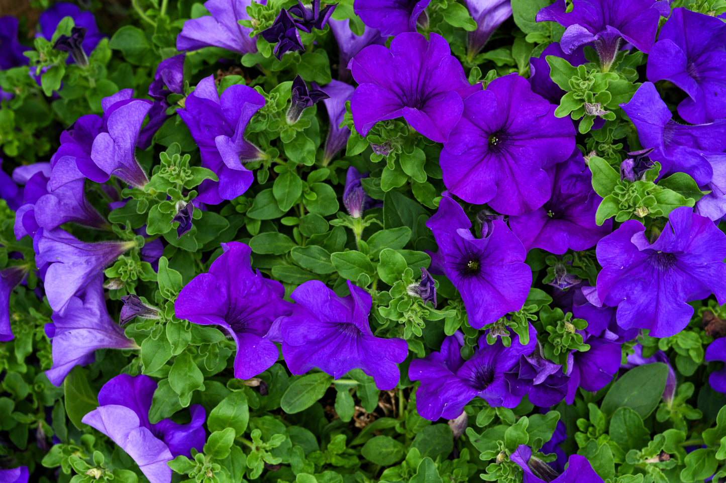 100 DWARF Alderman BLUE PETUNIA Nana Compacta Purple Flower Seeds