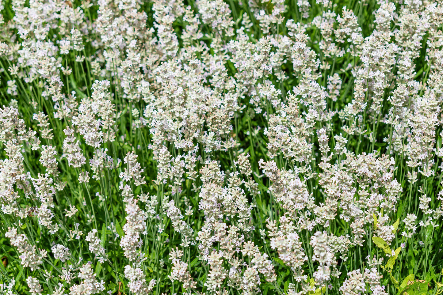 20 WHITE LAVENDER English Lavandula Angustifolia Herb Flower Seeds