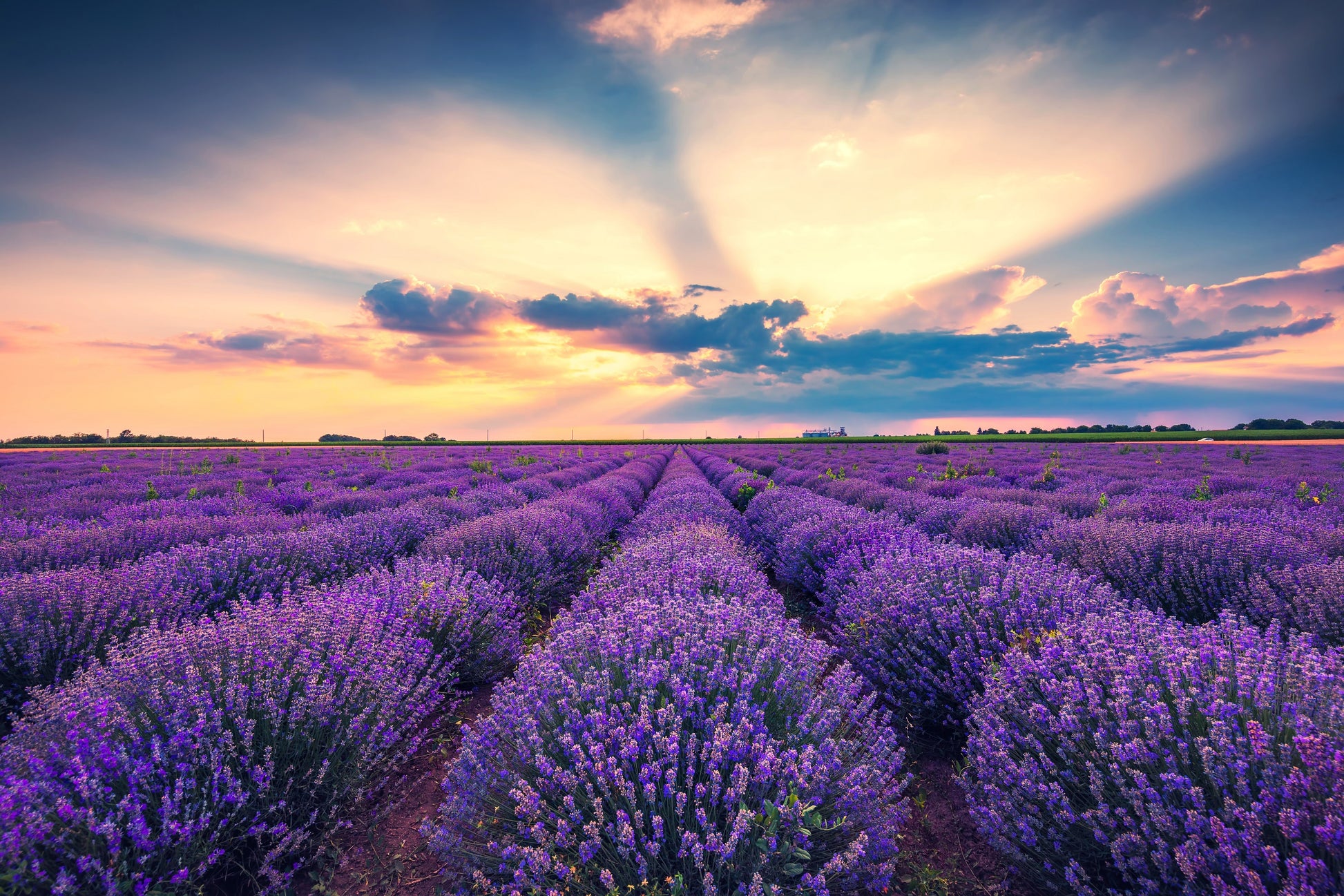 lavender true plant 500 True ENGLISH LAVENDER VERA Lavandula Angustifolia Vera Herb Purple – Seedville USA