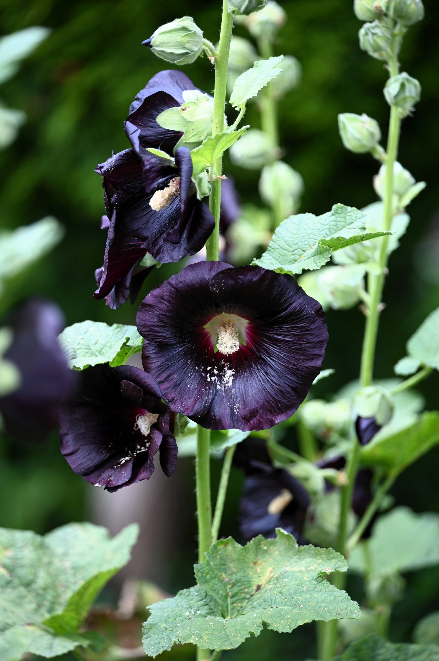 25 BLACK HOLLYHOCK Alcea Rosea Nigra Flower Seeds