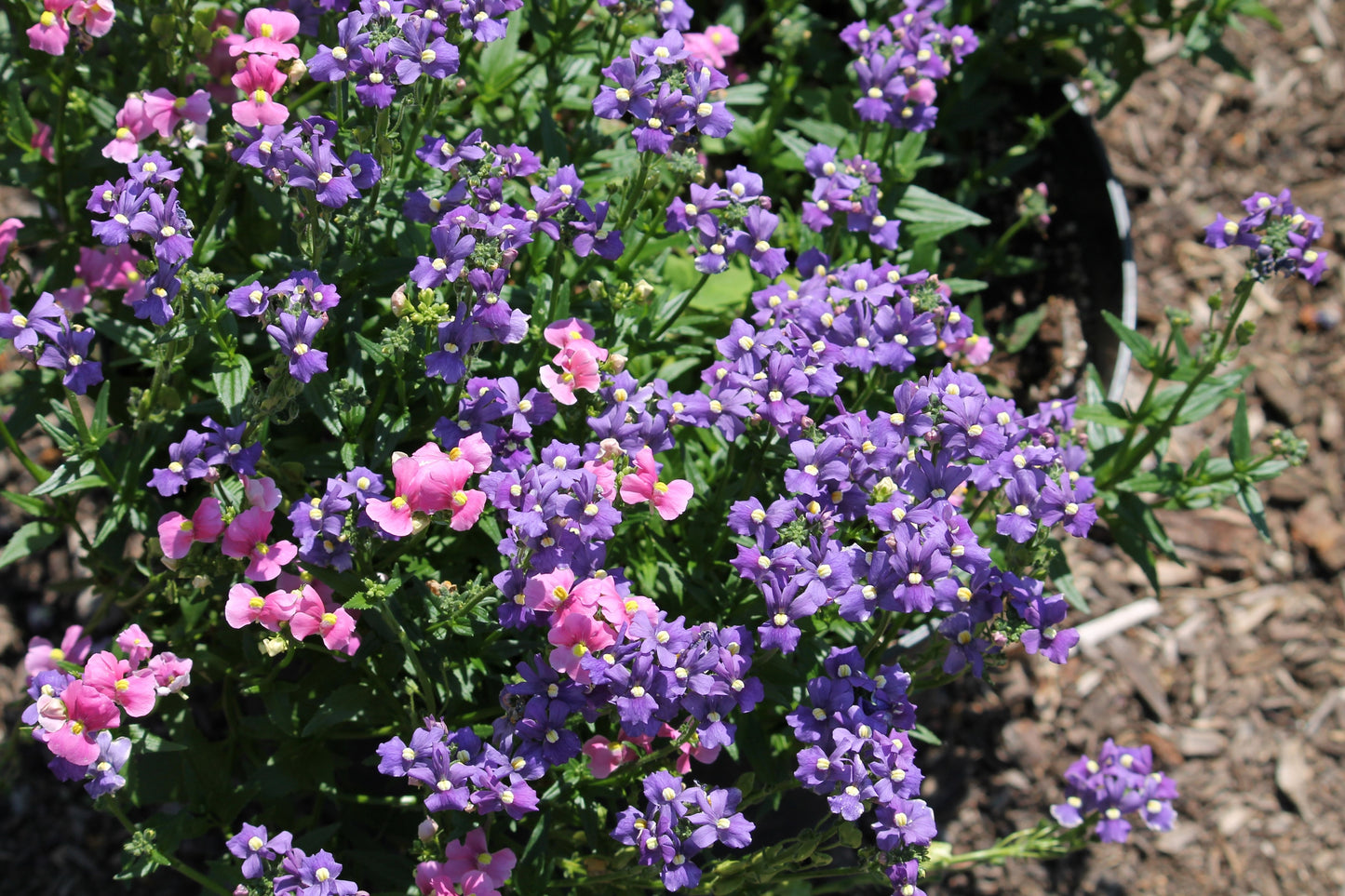 50 BLUE GEM NEMESIA Strumosa Flower Seeds