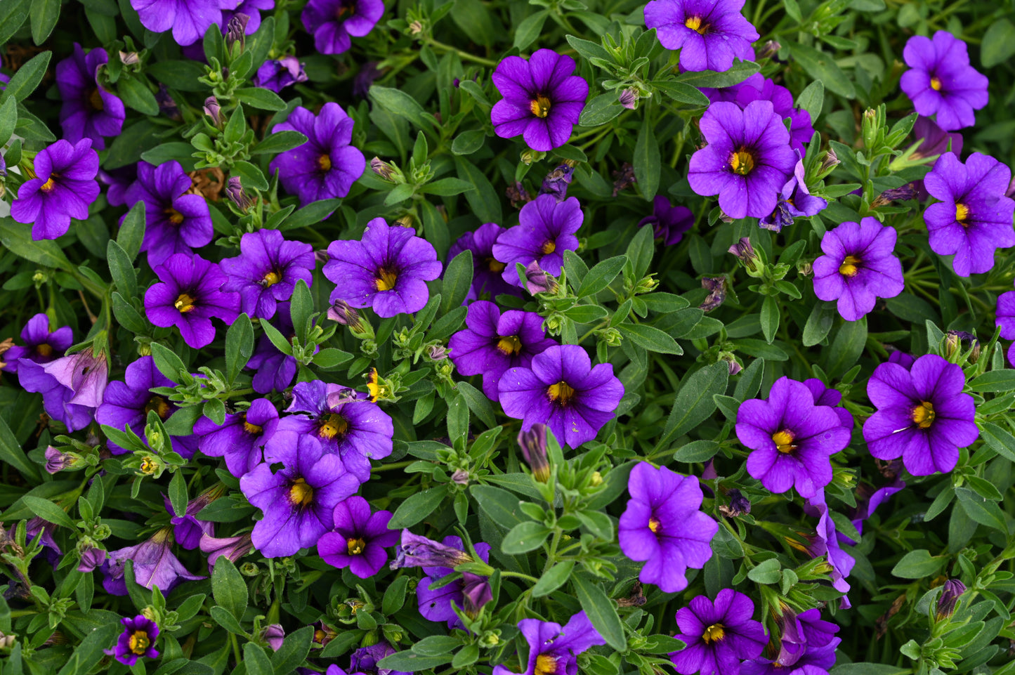 100 PURPLE PETUNIA Hybrida Pollinator Garden Container Flower Seeds