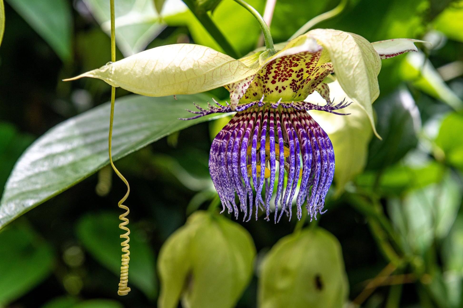 passion flower vine seed pods 20 PURPLE PASSION FRUIT Passionflower Granadilla Passiflora Edulis Flo – Seedville USA
