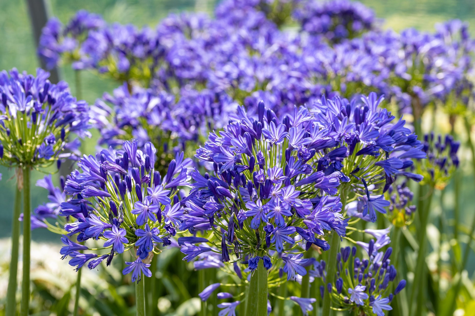 buy blue lily flower 25 BLUE LILY of the NILE Agapanthus Orientalis African Lily Flower Seeds