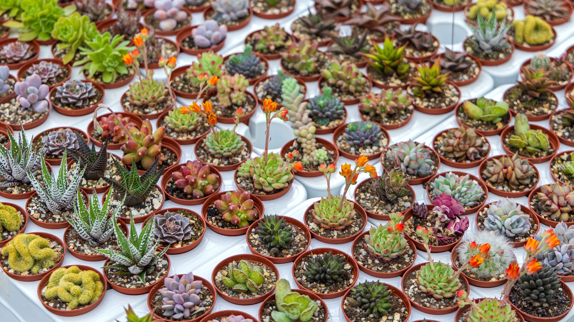 succulents usa 50 CACTUS MIX 'Finest Mixed' Succulent Flower Plant Seeds