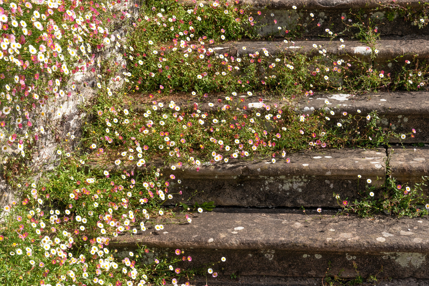 50 SANTA BARBARA DAISY Mexican Fleabane Erigeron Karvinskianus Tricolor Mixed Colors White Pink Purple Flower Seeds