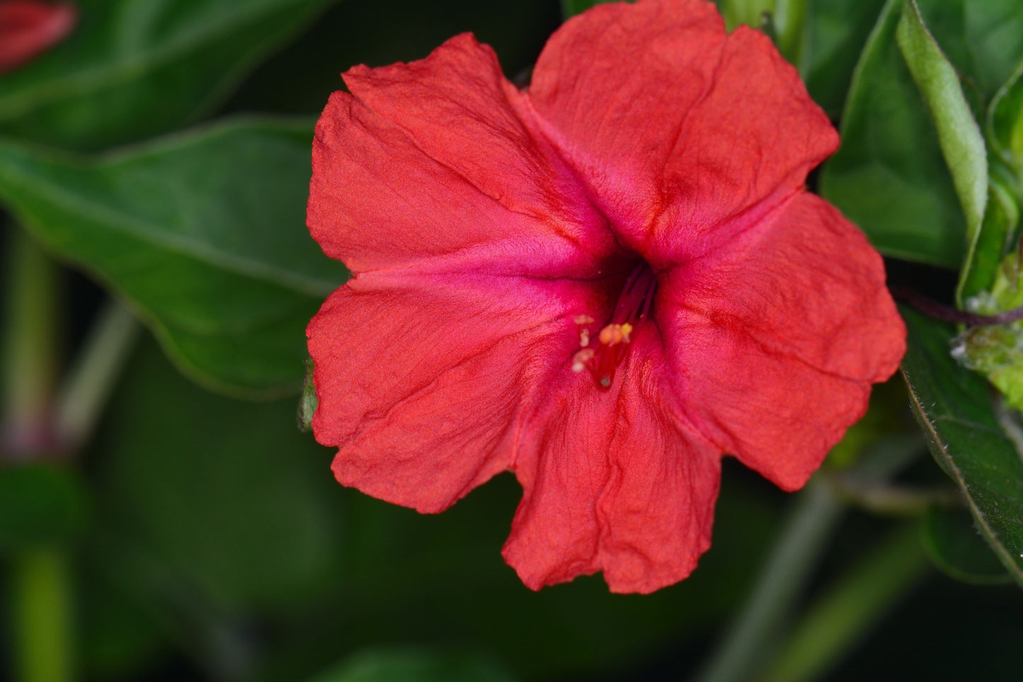 75 MIXED FOUR O CLOCK aka Marvel of Peru Mirabilis Jalapa Flower Seeds