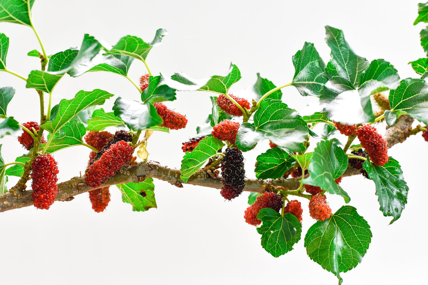 15 Red MULBERRY Morus Rubra Black Fruit Shrub Tree Seeds