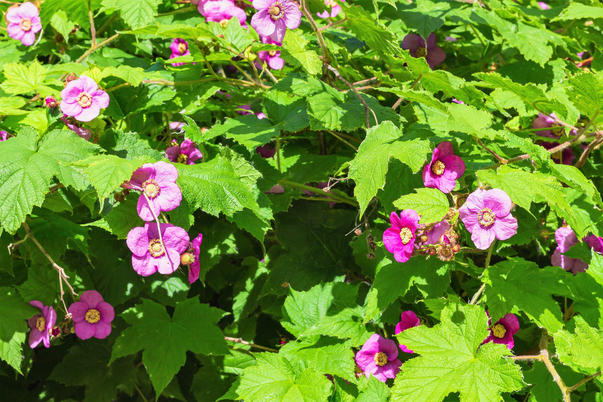 20 PURPLE FLOWERING RASPBERRY Thornless Edible Rubus Odoratus Fruit Be