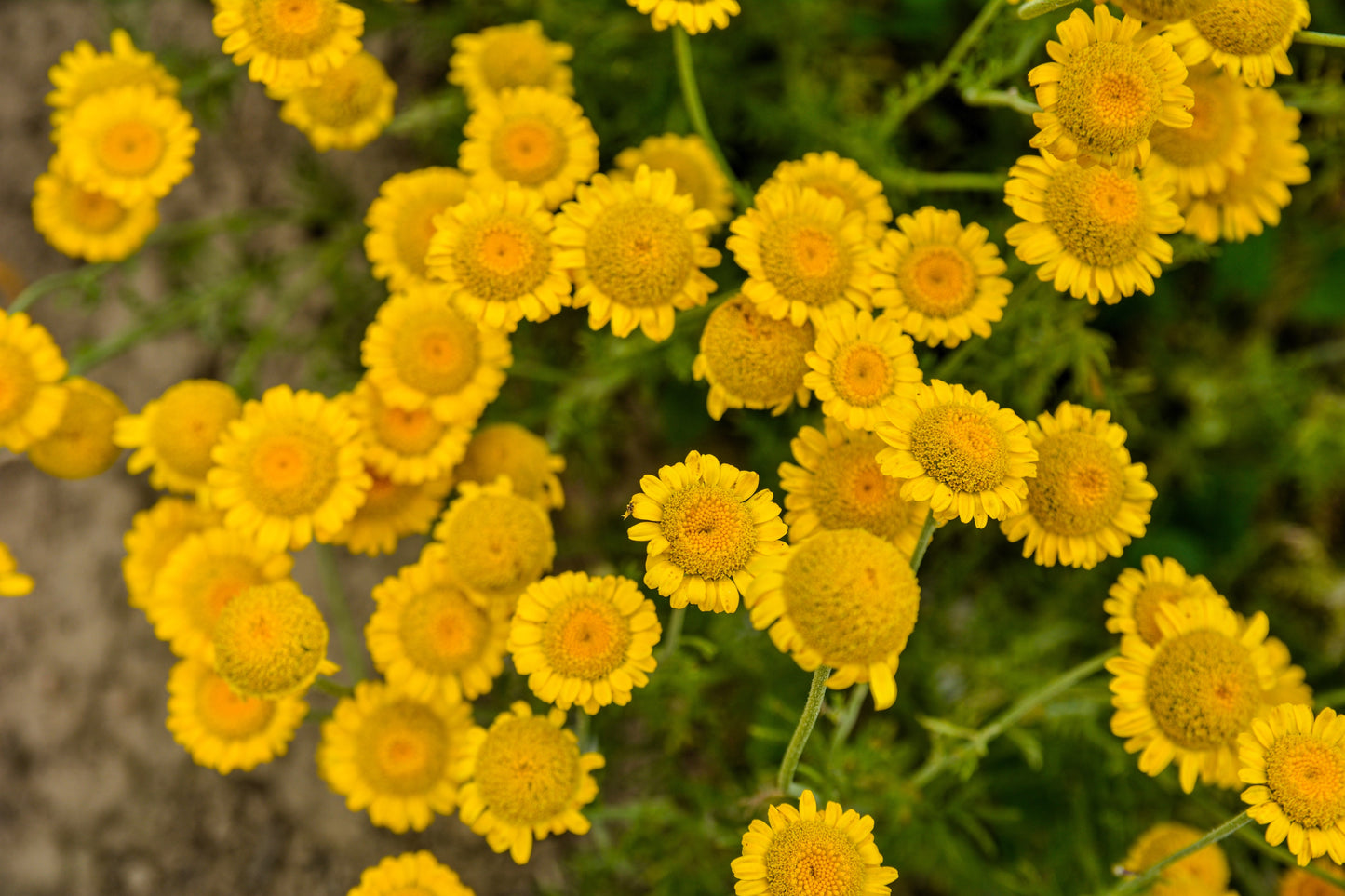 250 GOLDEN MARGUERITE DAISY Dyer's Yellow Chamomile Anthemis Tinctoria Kelwayi Cota Tinctoria  Paris Daisy Herb Flower Seeds