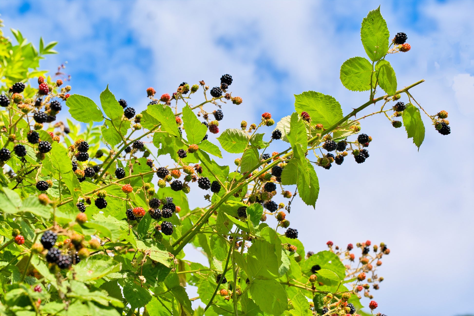 blackberry seeds for planting 100 BLACKBERRY Fruit Bush Rubus Allegheniensis Seeds – Seedville USA
