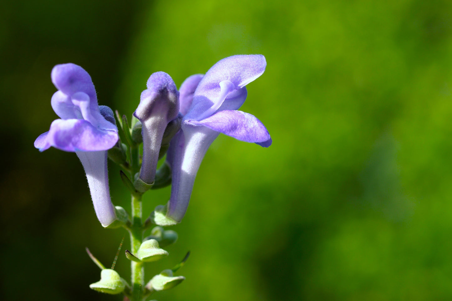 100 HOARY / DOWNY SKULLCAP Scutellaria Incana Flower Seeds