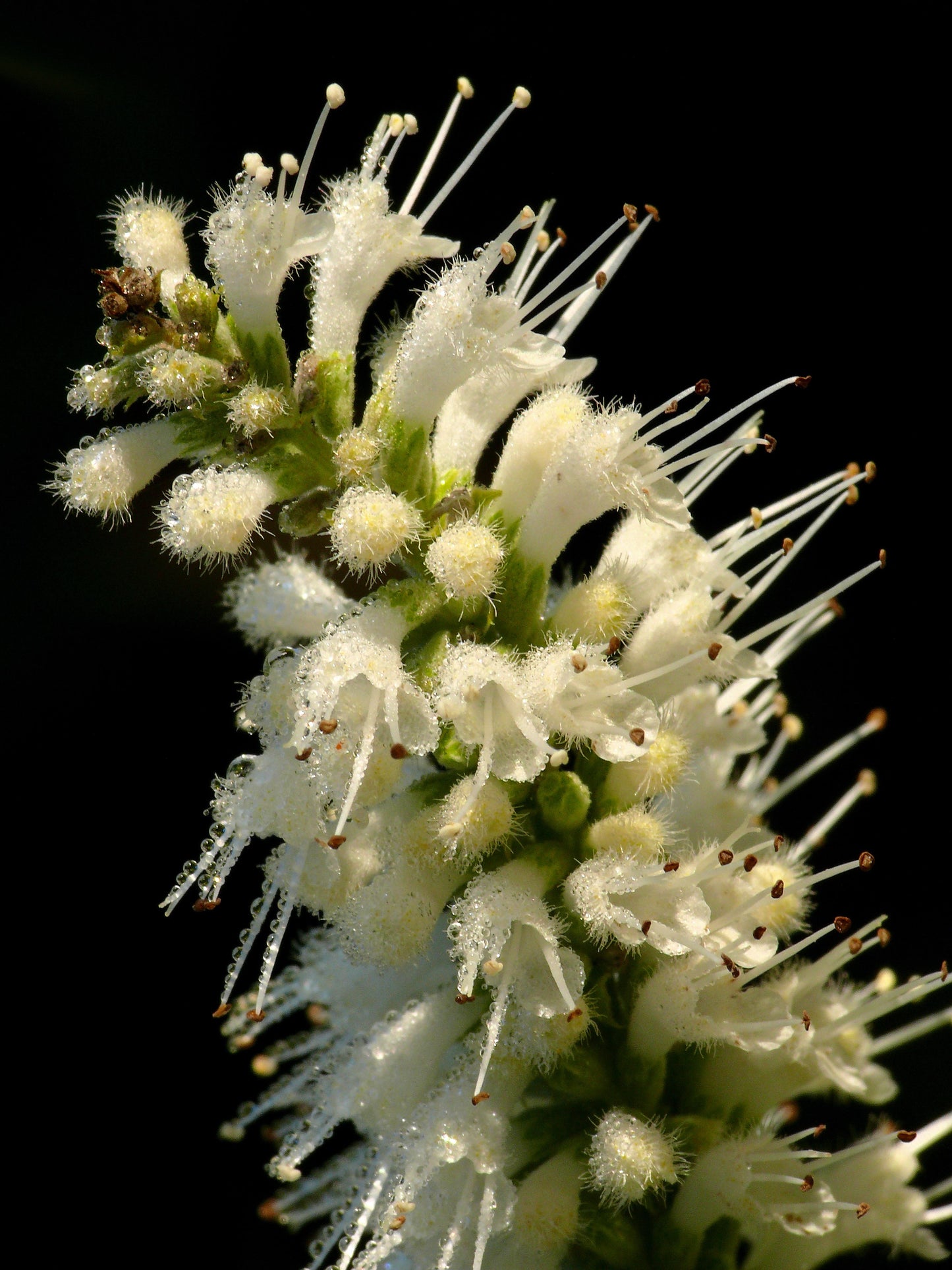 100 MINT BUSH White Elsholtzia Stauntonii Alba Chinese Mint Fragrant Shrub Seeds