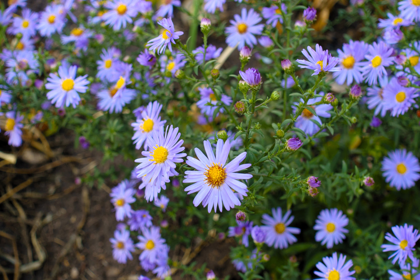 50 Blue RICE BUTTON ASTER Dumosus Flower Seeds