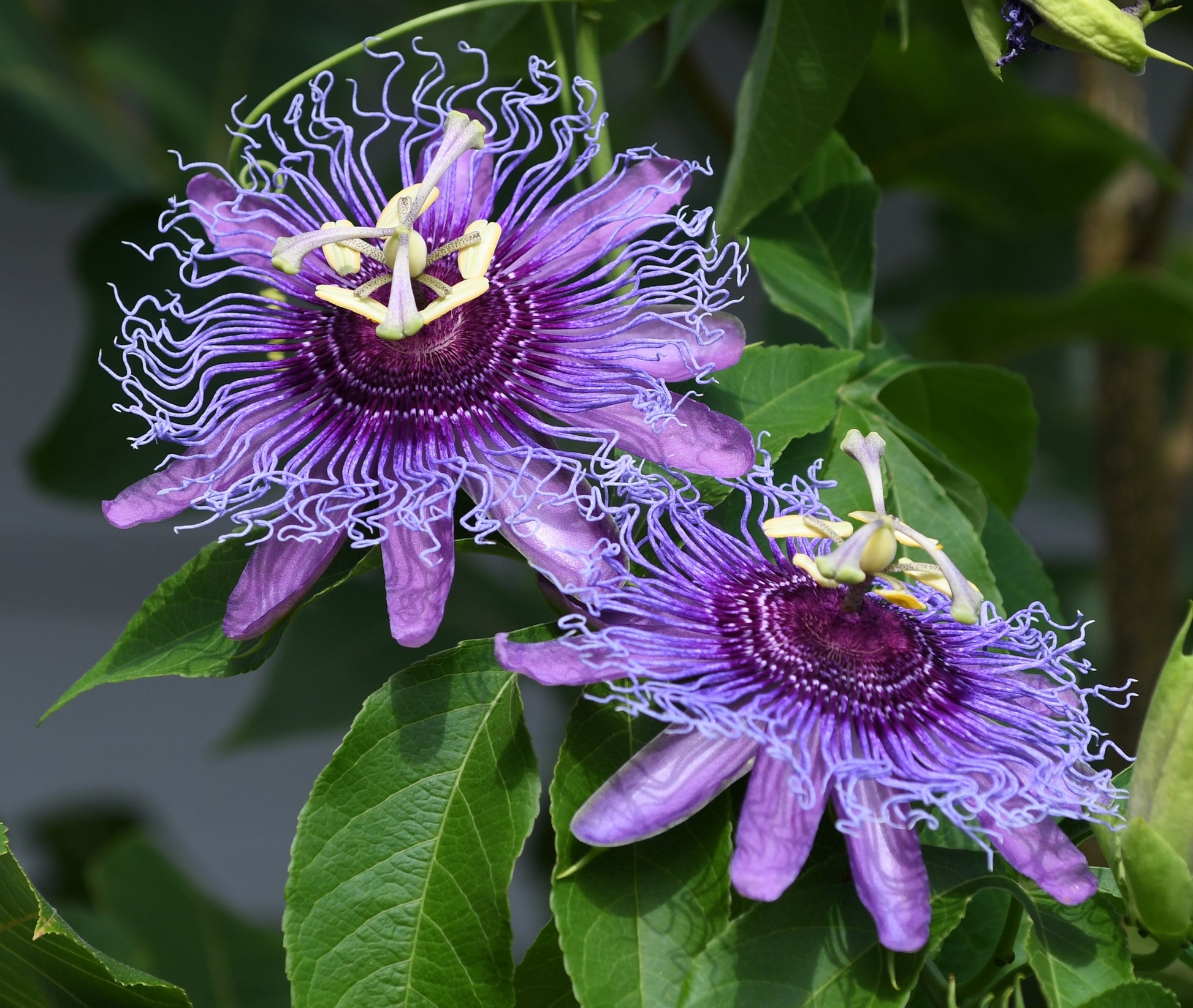 passion flower seeds for sale 10 Purple PASSION FLOWER Passion FRUIT Granadilla Passiflora Incarnata Vine Seeds
