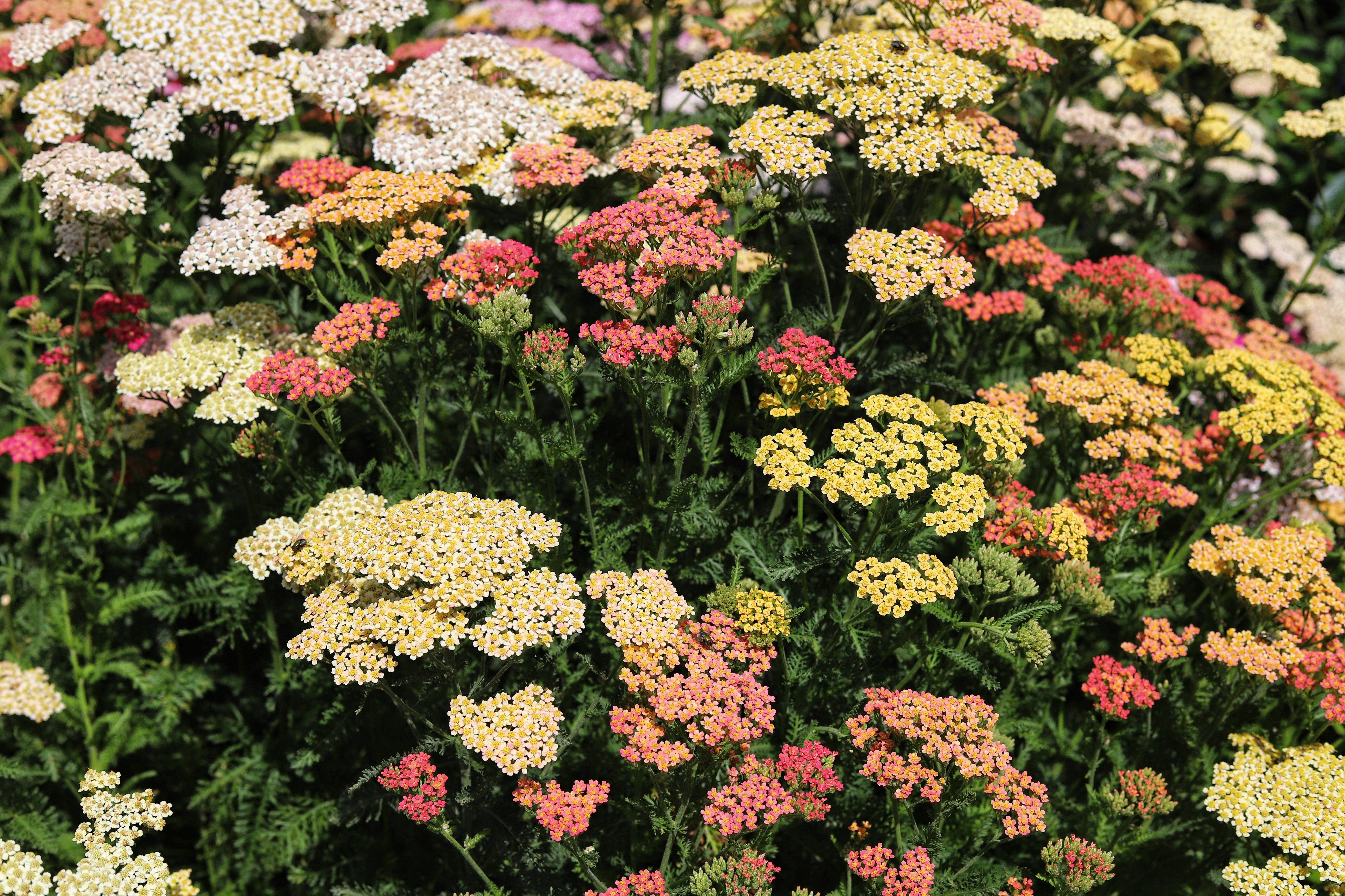 Seedville Yarrow - Thumbnail 3