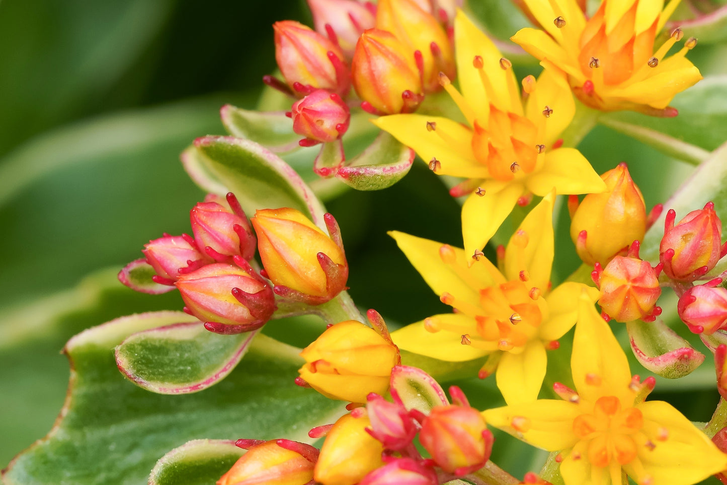 10 Bright YELLOW MILKWEED Butterfly Weed Asclepias Tuberosa Monarch Flower Seeds