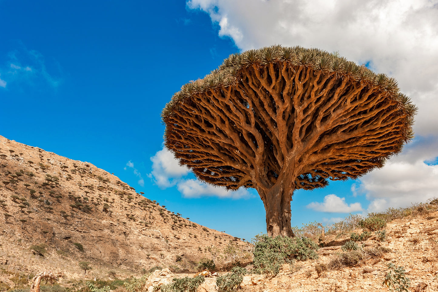 10 DRAGON TREE Dracaena Draco Canary Island Drago Blood Asparagus Yucca Evergreen Succulent Houseplant Orange Berry White Flower Seeds