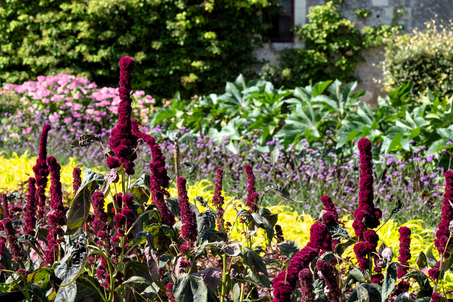 100 Organic ELEPHANT HEAD AMARANTHUS Amaranthus Gangeticus Burgundy Red Flower Seeds