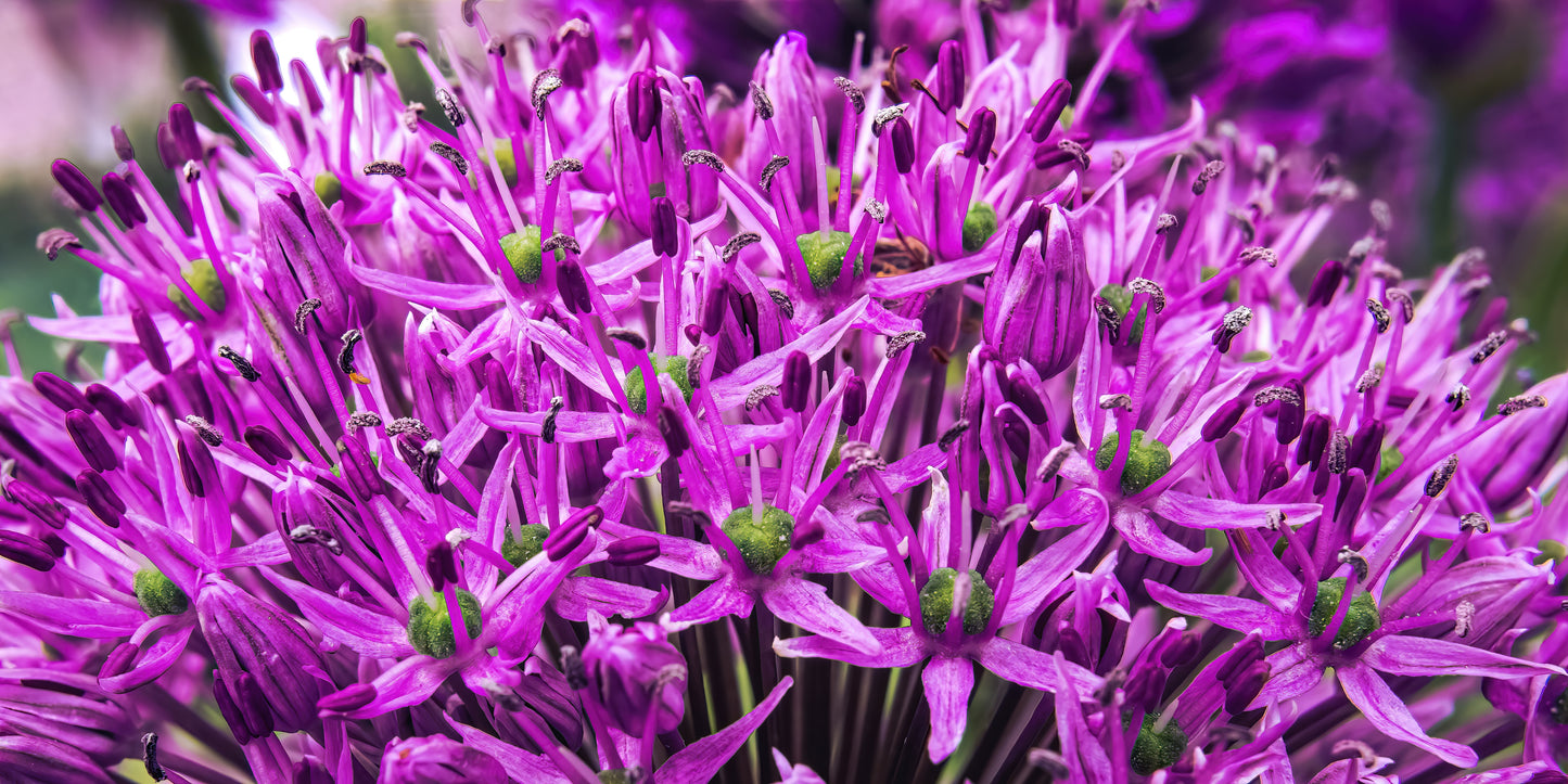 25 GIANT ALLIUM Allium Giganteum Purple Globe Flower Seeds