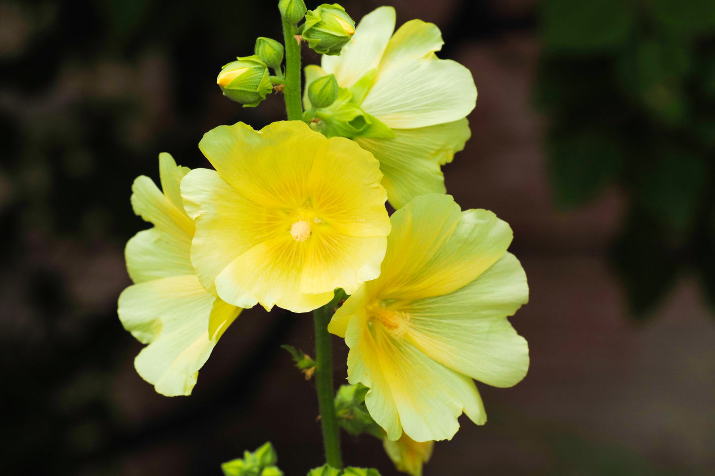 25 YELLOW HOLLYHOCK Alcea Rosea Flower Seeds Perennial