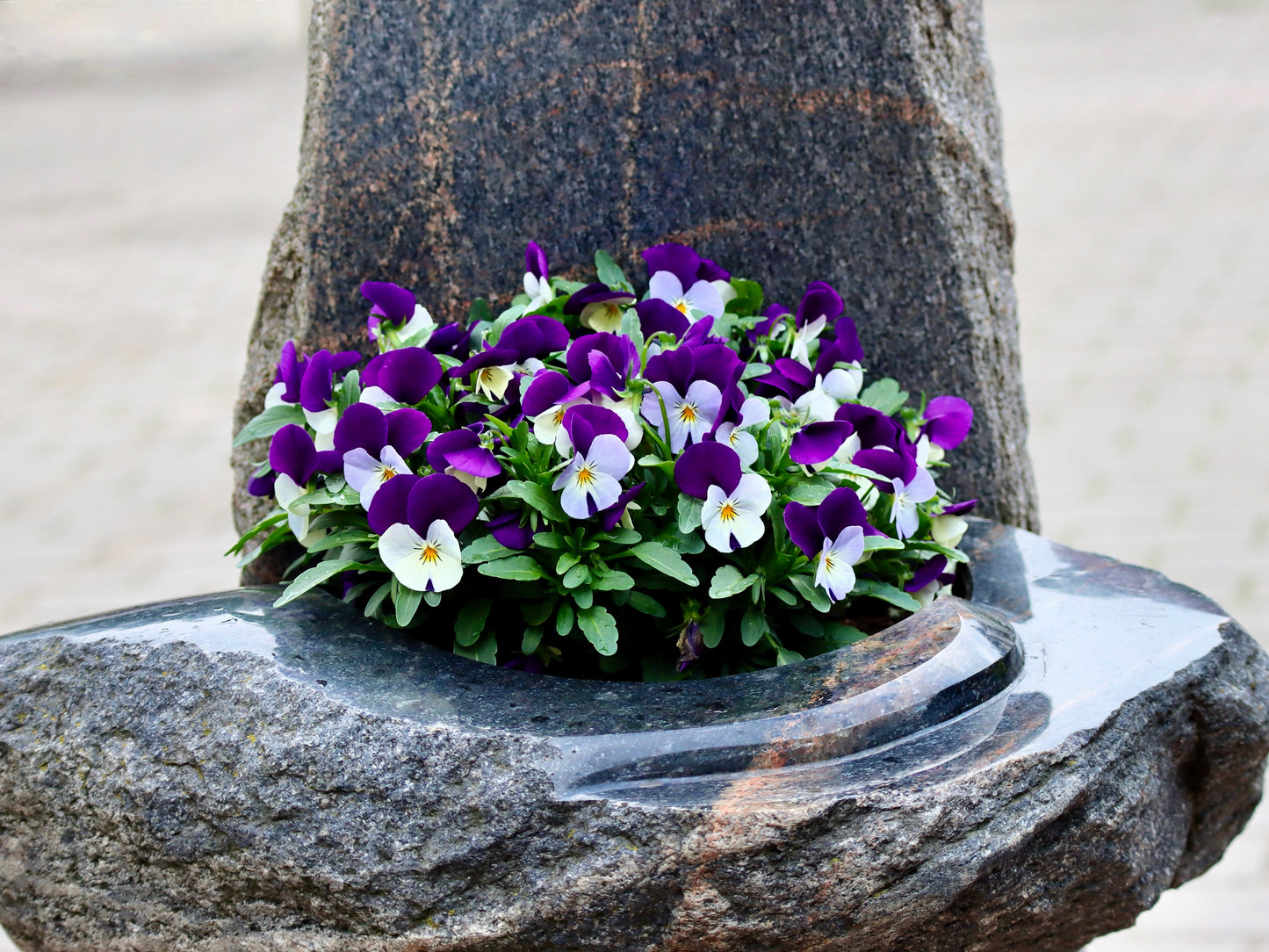 100 JOHNNY JUMP UP Violet Viola Tricolor Flower Seeds