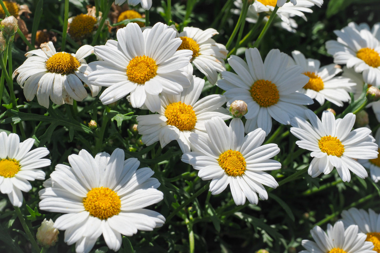 1000 DWARF White SHASTA DAISY Chrysanthemum Maximum Flower Seeds