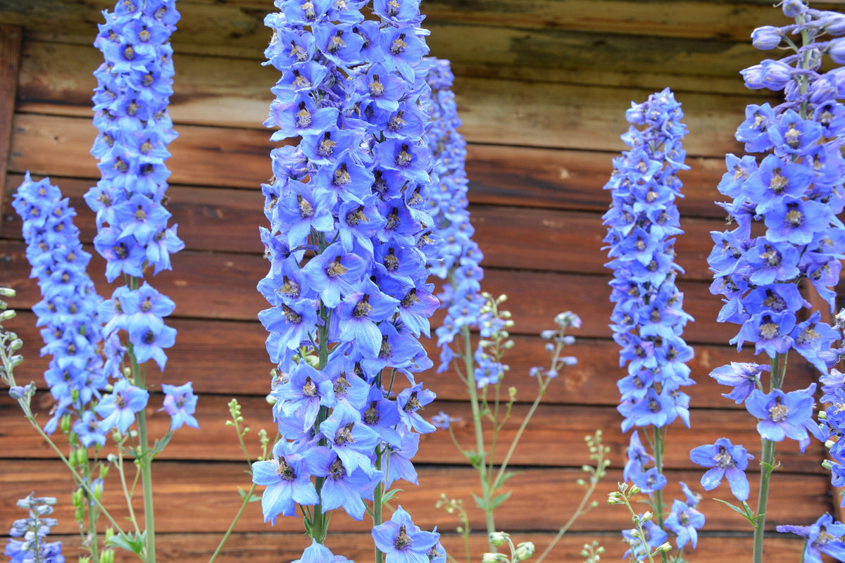 350 Blue with Pink ROCKET LARKSPUR DELPHINIUM Consolida Ajacis Seeds ...