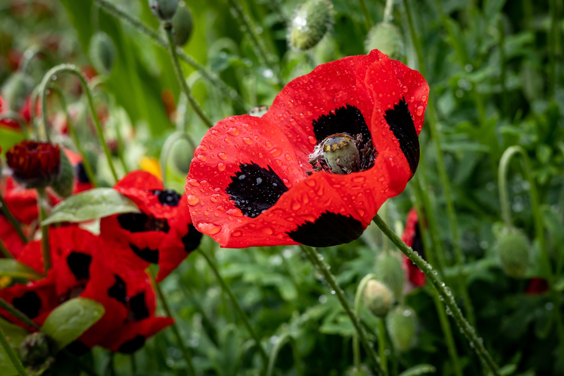 red flower with black seeds 150 Red LADYBIRD POPPY Papaver Commutatum Scarlet Black Flower Seeds