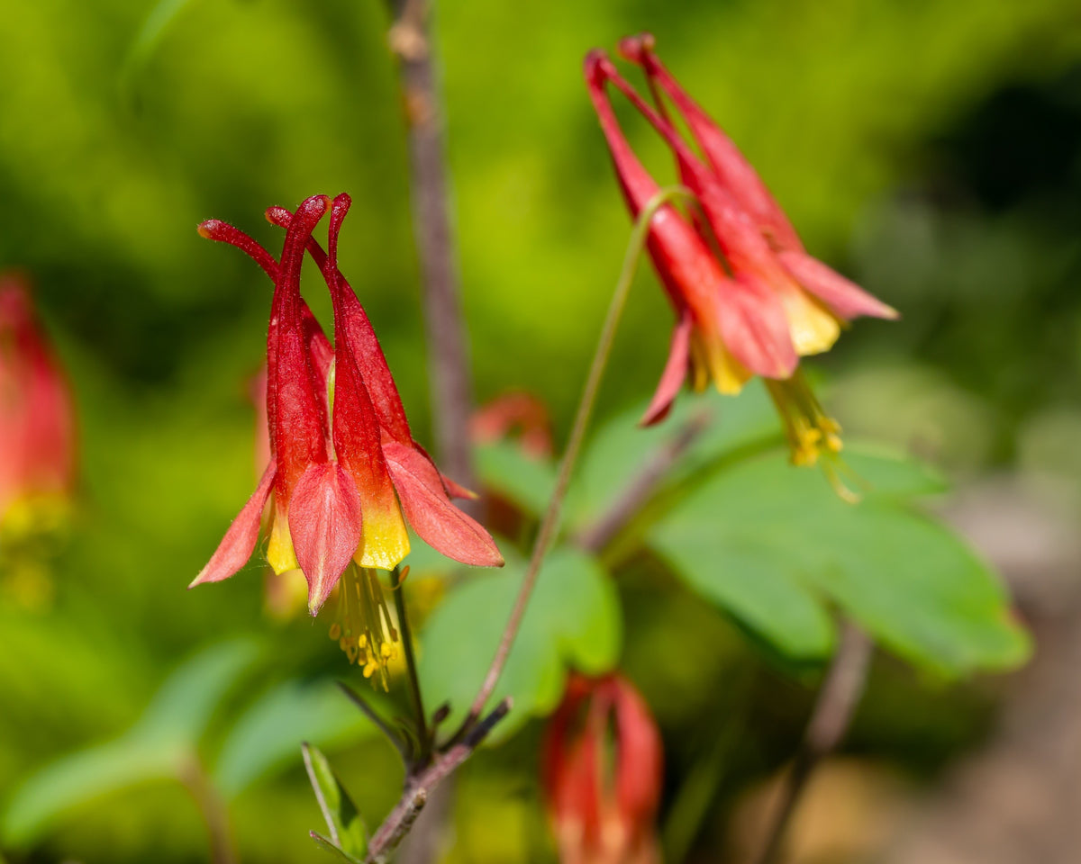 100 WILD / CANADIAN COLUMBINE Aquilegia Canadensis Red & Yellow Native Sun or Shade Flower Seeds