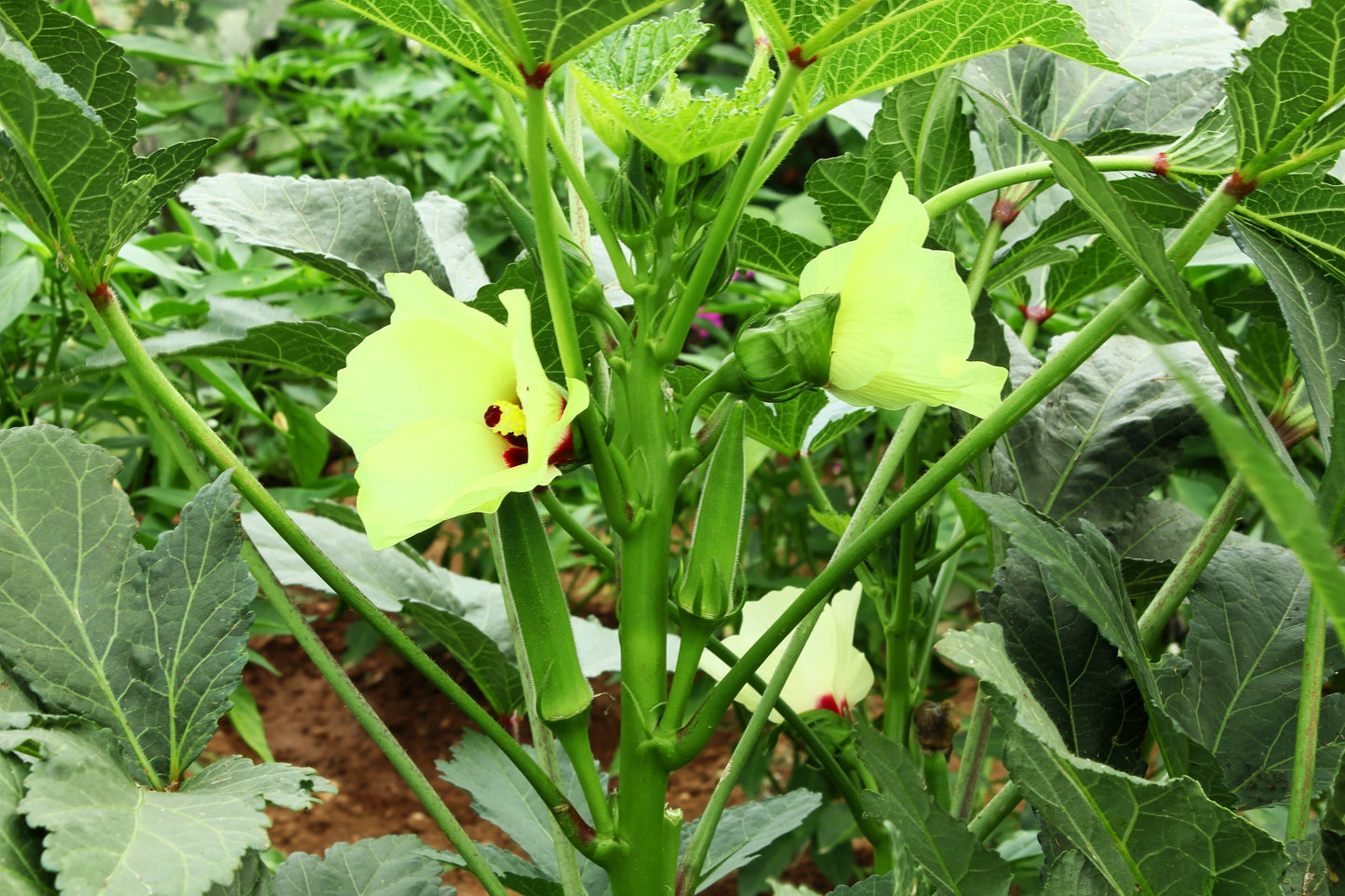 300 CLEMSON Spineless GREEN OKRA Abelmoscgus Esculentus Vegetable Seeds