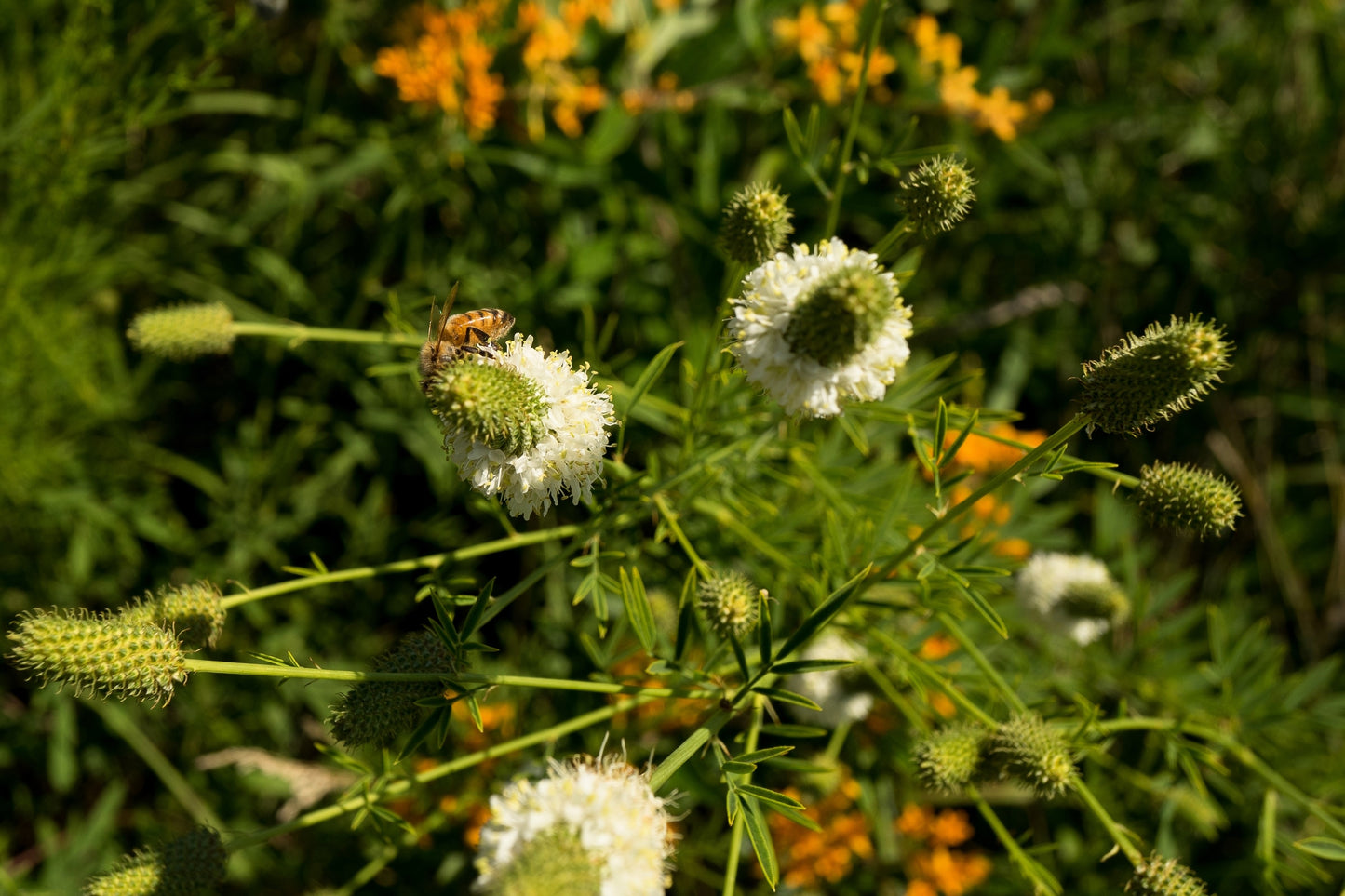 1000 WHITE PRAIRIE CLOVER Dalea Candida Flower Seeds