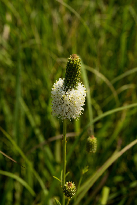 1000 WHITE PRAIRIE CLOVER Dalea Candida Flower Seeds