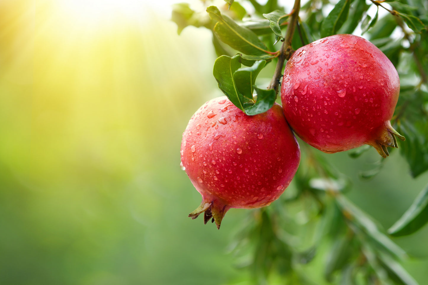 25 POMEGRANATE TREE Punica Granatum Red Fruit Seeds