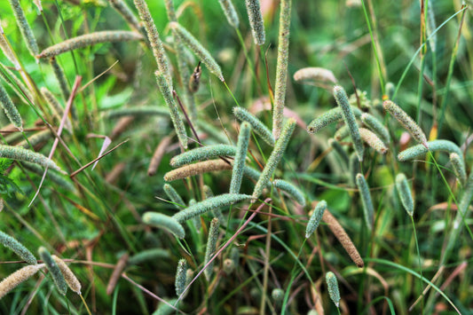 500 DERBY TIMOTHY GRASS Ornamental Phleum Pratense Seeds