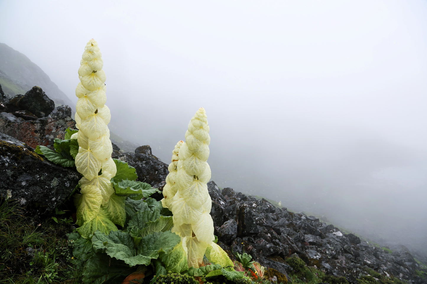 5 NOBLE RHUBARB Rheum Nobile Ornamental Sikkim Himalayan Glasshouse Plant Seeds