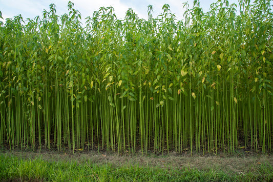 100 TOSSA JUTE Mallow Corchorus Olitorius African Sorrel Bush Okra Twine Vegetable Seeds