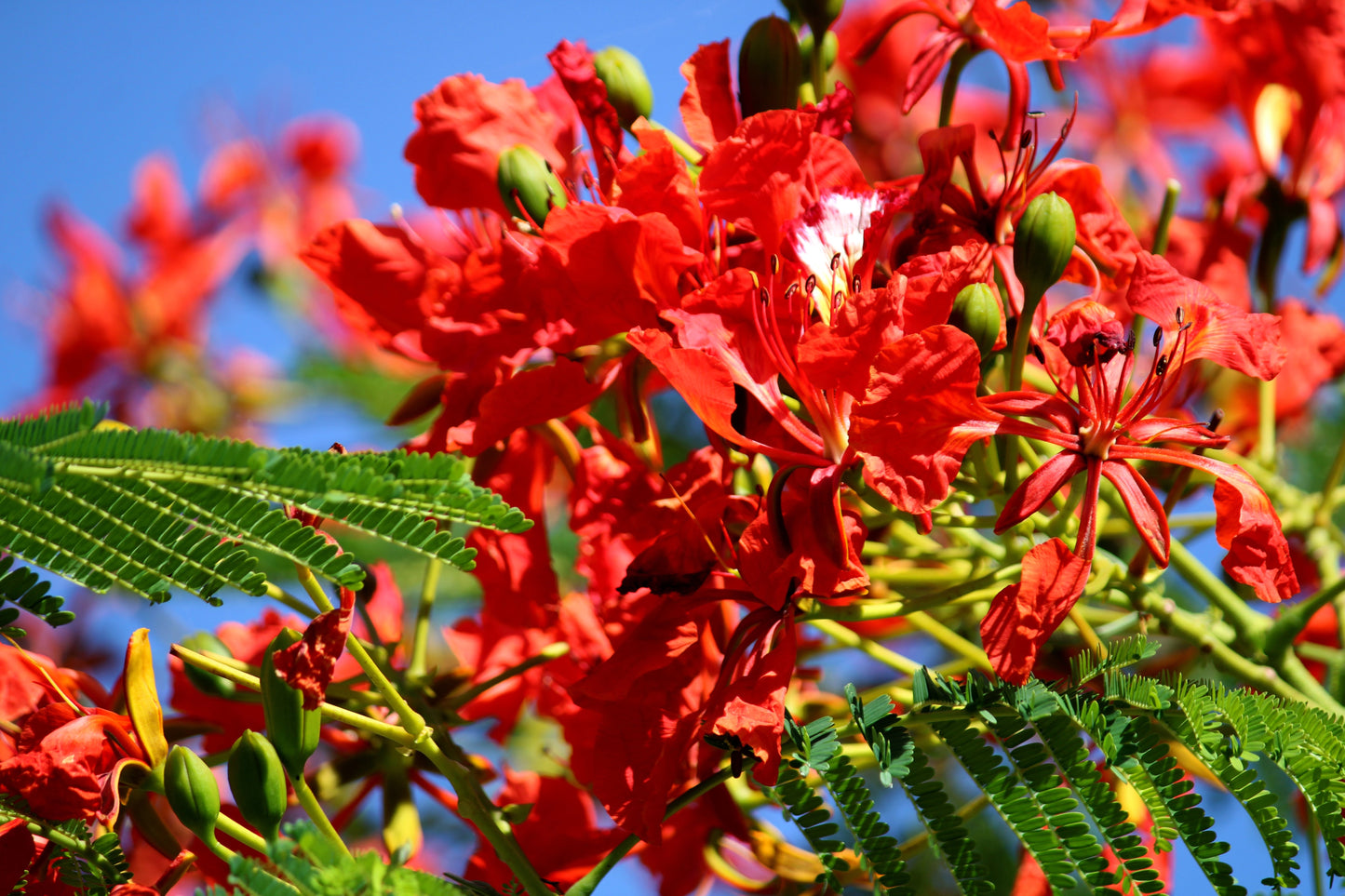 10 ROYAL POINCIANA TREE Delonix Regia aka Red Flame Flamboyant Tree Peacock Flower Seeds