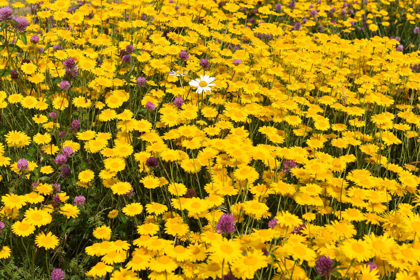 250 GOLDEN MARGUERITE DAISY Dyer's Yellow Chamomile Anthemis Tinctoria Kelwayi Cota Tinctoria  Paris Daisy Herb Flower Seeds