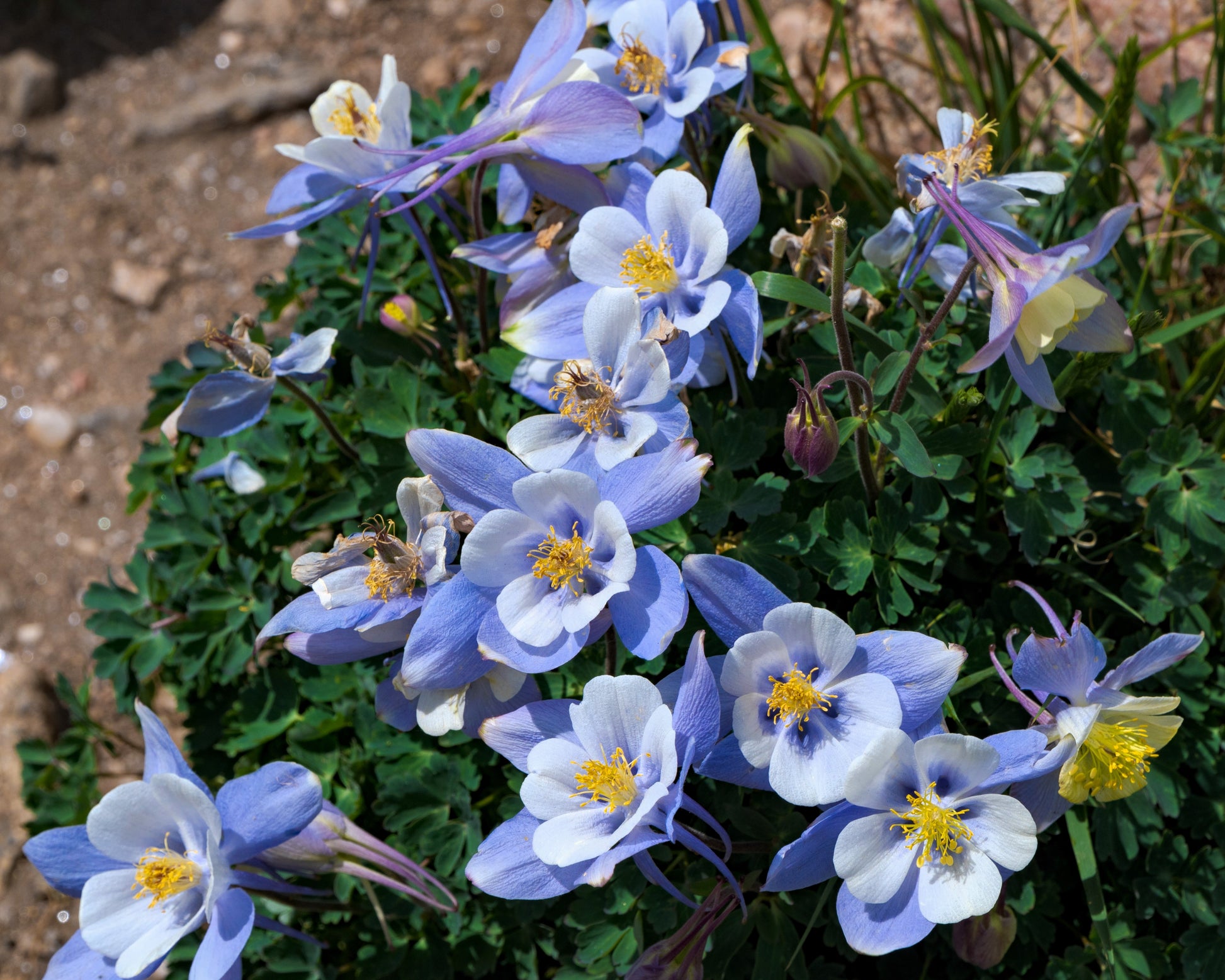 colorado columbine flower seeds 50 Blue ROCKY MOUNTAIN COLUMBINE Aquilegia Caerulea Flower Seeds