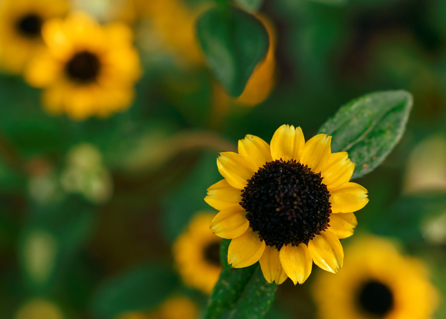 150 YELLOW CREEPING ZINNIA Sanvitalia Procumbens Seeds