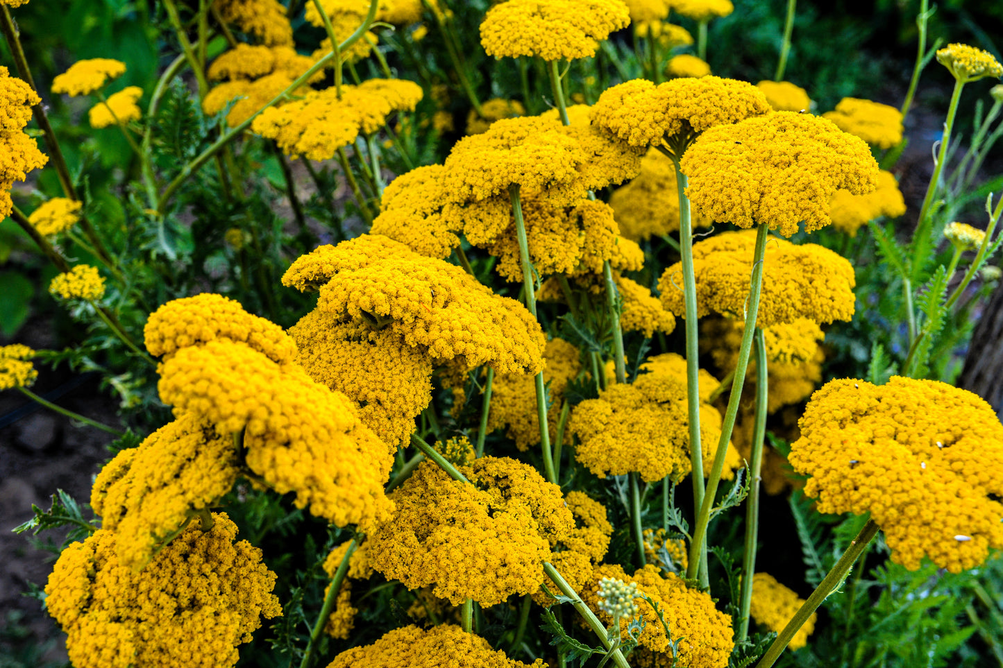 250 GOLD Golden Yellow YARROW Achillea Filipendulina Flower Seeds