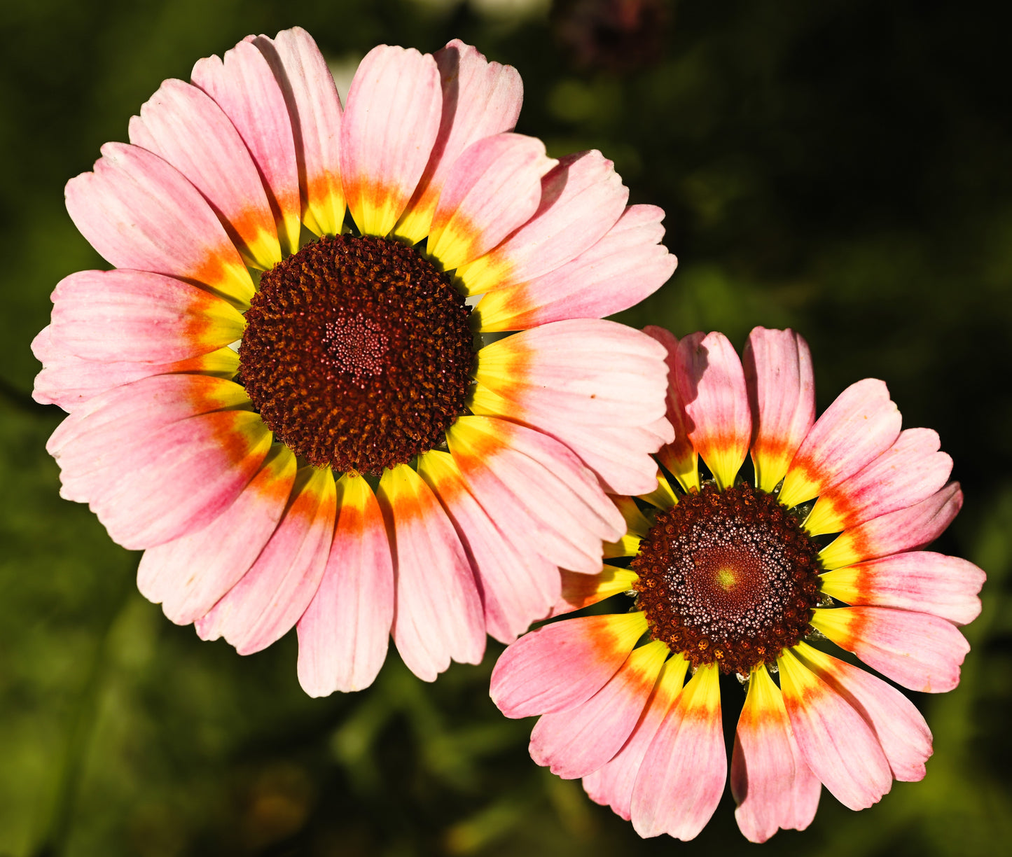 250 TRICOLOR PAINTED DAISY (Pyrenthrum Daisy) Chrysanthemum Carinatum Flower Seeds